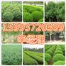 天门出售3-9公分合欢/香花槐种植基地