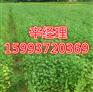 郑州供应梨树苗苗圃_5-6-7公分梨树苗树苗供应