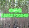 安阳直销红叶石楠报价_3-4-5公分红叶石楠什么价格