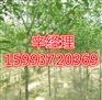 濮阳广玉兰基地_濮阳8公分-16公分广玉兰树苗批发