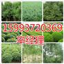 漯河出售4-10公分石榴树苗/大叶女贞种植基地