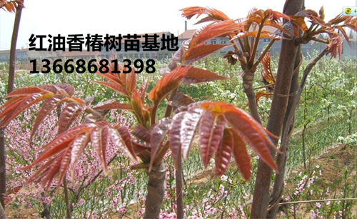 抚州红油香椿树苗在线咨询