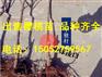 高质量的矮化樱桃苗出售，早大果樱桃苗多少