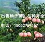 批发浙江柚子苗——供应安徽有品质的柚子苗