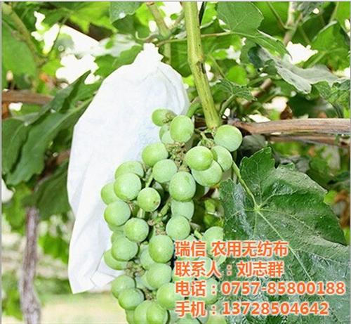农用无纺布、农用无纺布价格(图)、瑞信  佛山瑞信农用无纺  瑞信农用无纺布