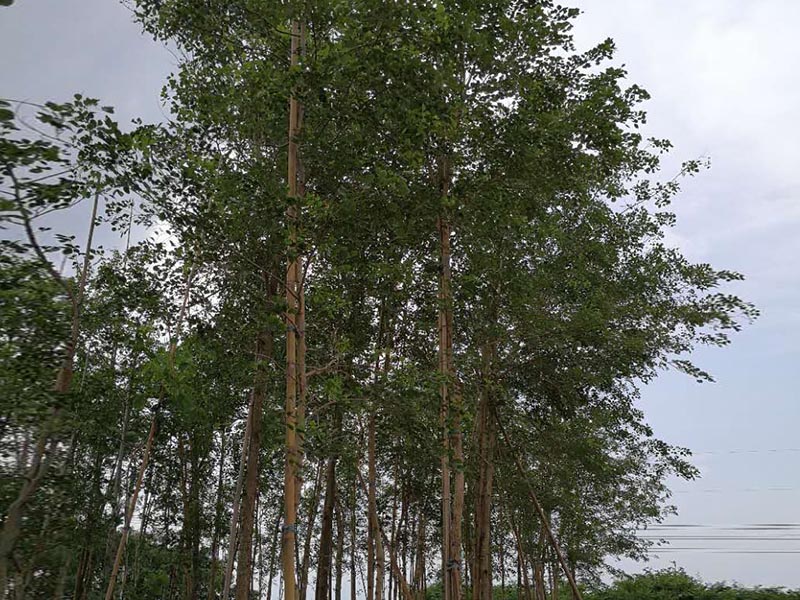 黄檀树厂家直销|要买印度黄檀就到景丰苗木&nbsp;&nbsp;印度黄檀木&nbsp;&nbsp;景丰苗印度黄檀树
