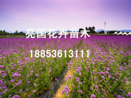 马鞭草种植——好的草本植物亮国花卉苗木供&nbsp;&nbsp;马鞭草价格&nbsp;&nbsp;马鞭草基地
