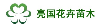 漂亮~~金叶女贞球价格//金叶女贞球批发 金叶女贞球批发价格