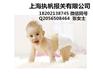 上海进口纸尿裤（尿不湿）报关