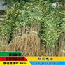 花椒苗批发价格|花椒苗哪里有|花椒苗价格