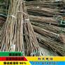 供应1公分李子苗|李子苗批发|李子苗价格