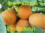 山东杏树苗价格|杏树苗批发|杏树苗品种
