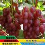 供应葡萄苗|葡萄苗批发|葡萄苗价格|葡萄苗品种