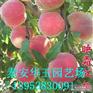 供应桃树苗|桃树苗价格|1公分毛桃苗|桃树苗多少钱