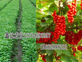 【鑫达农业】山东五味子苗出售价格