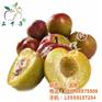 李子销售|吉林李子|洪林家庭农场(多图)