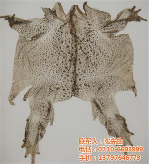 简阳蟾蜍、伟华天然蟾衣、哪里有蟾蜍养殖  天然蟾蜍皮  蟾蜍养殖培训