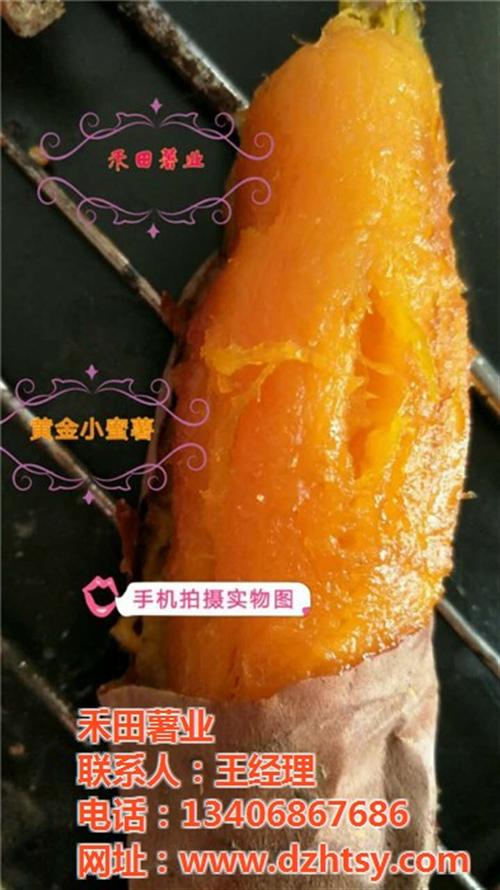 烟薯25烤薯店供应|烟薯25|禾田薯业(&nbsp;&nbsp;烟薯25批发市场&nbsp;&nbsp;烟薯25口感
