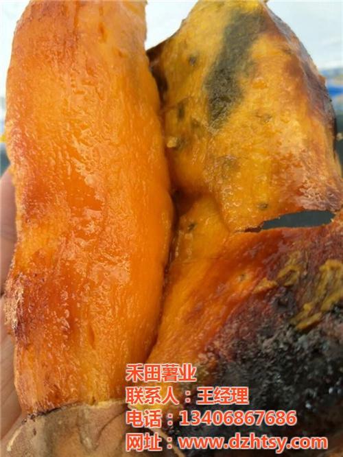 烟薯25|禾田薯业|烟薯25号&nbsp;&nbsp;烟薯25行情&nbsp;&nbsp;烟薯25口感