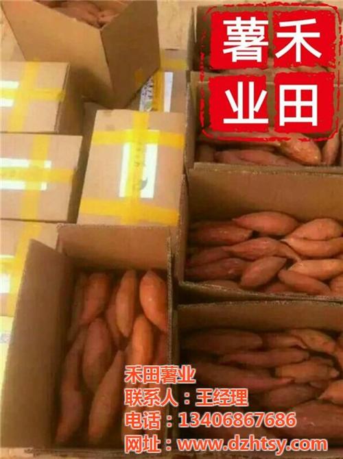 烟薯25烟台蜜,烟薯25,禾田薯业(图) 烟薯25批发 烟薯25价格