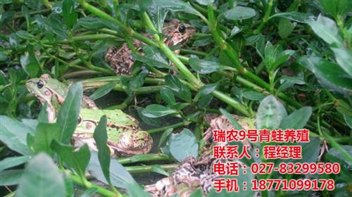 瑞农9号青蛙网站多少、巴东县瑞农9号、瑞  瑞农9号青蛙成活  瑞农9号青蛙怎么