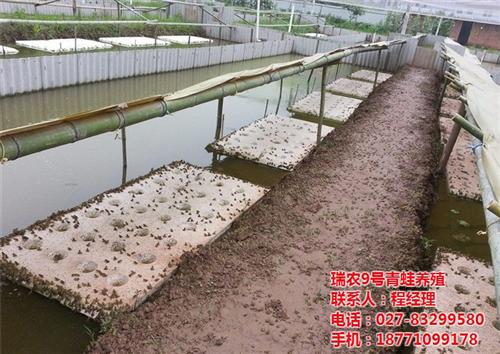 青蛙养殖1对1培训技术,平武县青蛙养殖,  青蛙养殖全面人工  青蛙养殖可行性报
