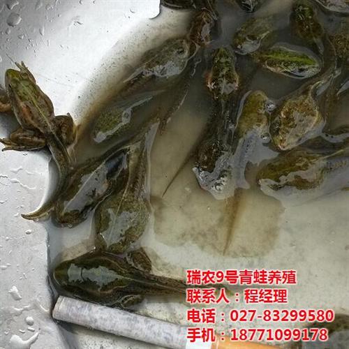 虎纹蛙养殖哪家好|虎纹蛙|武汉瑞和园生态  虎纹蛙养殖利润可  虎纹蛙养殖朝阳产