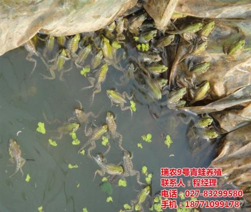 虎纹蛙,武汉瑞和园生态农业有限公司,虎纹  虎纹蛙养殖哪家好  虎纹蛙一只成本多  虎纹蛙养殖首先瑞