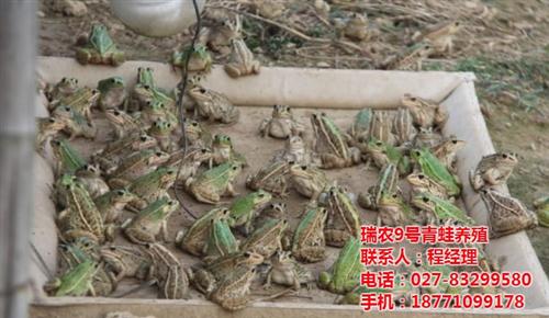 虎纹蛙|武汉瑞和园生态农业有限公司|虎纹  虎纹蛙养殖电话多  虎纹蛙养殖首先瑞  虎纹蛙养殖利润可