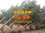 银杏树价格表|银杏树|爱国银杏(图)