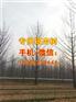 3年银杏树价格|银杏树价格|爱国银杏(图