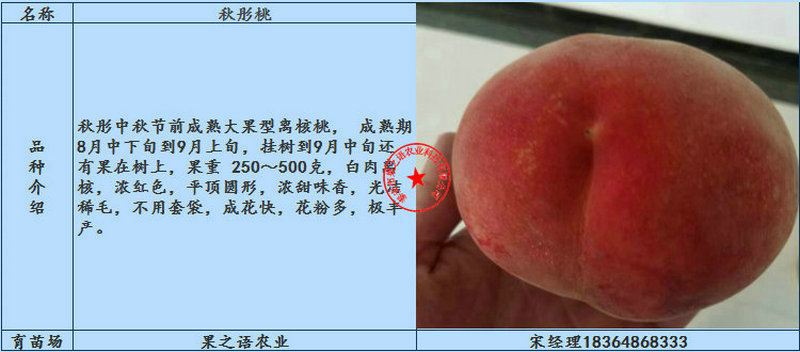 山东烟台黄桃苗不二之选