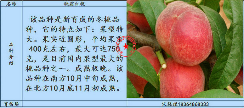 昌都密3号黄桃树苗不二之选