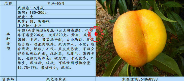 山东烟台黄桃苗不二之选