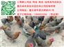 咸丰香鸡苗供应电话 咸丰香鸡苗市场行情