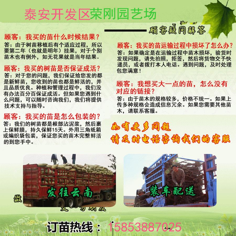 临沂红色之爱苹果苗品种介绍