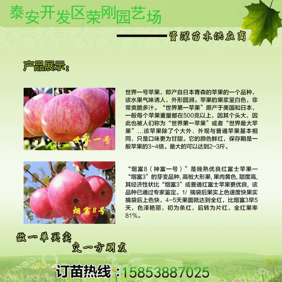 秦皇岛红色之爱苹果苗种植基地
