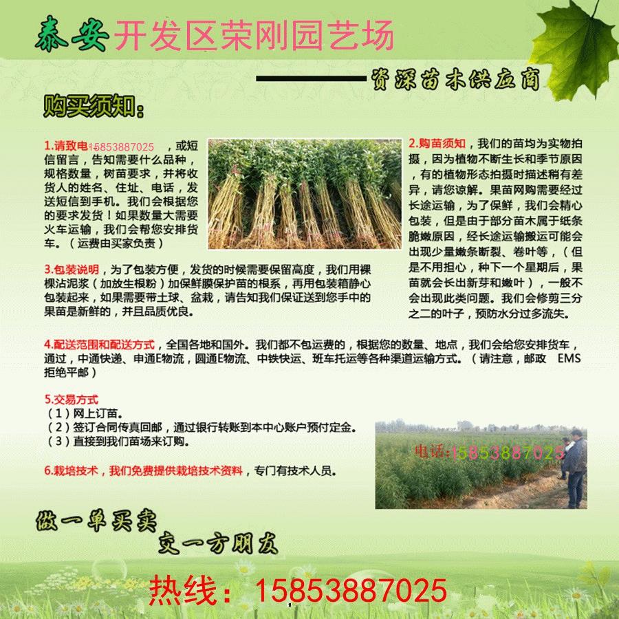 河南新乡美国蛇果树苗种植技术