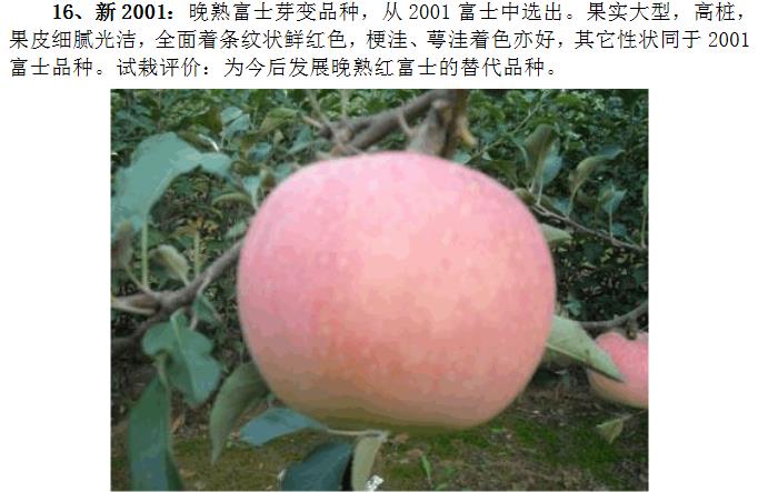 秦皇岛红色之爱苹果苗种植基地