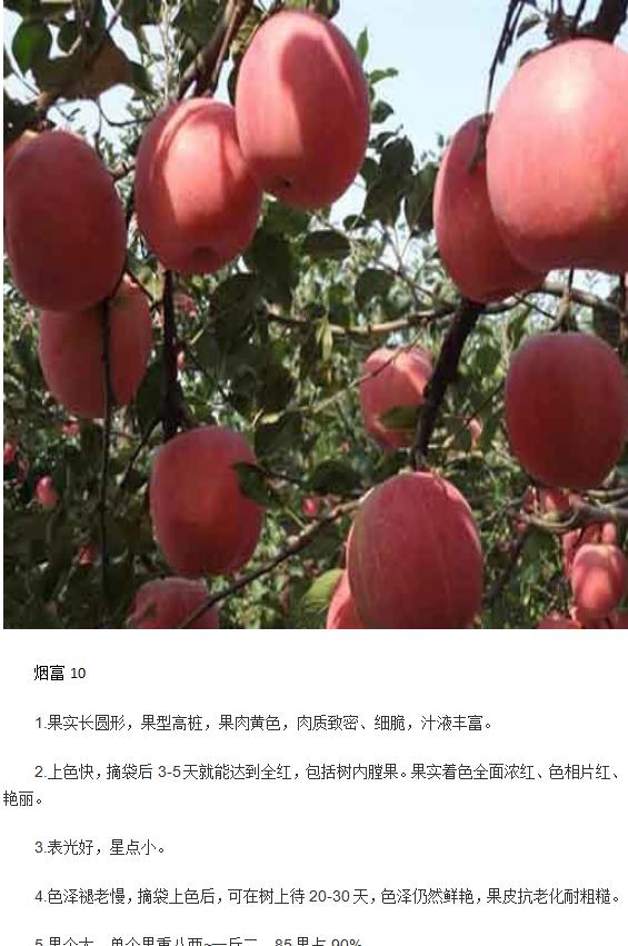 延安红肉苹果苗种植技术