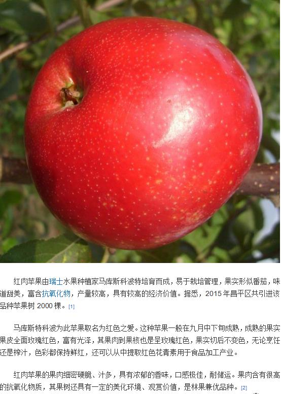 江苏淮安两刀矮化苹果苗装车价格