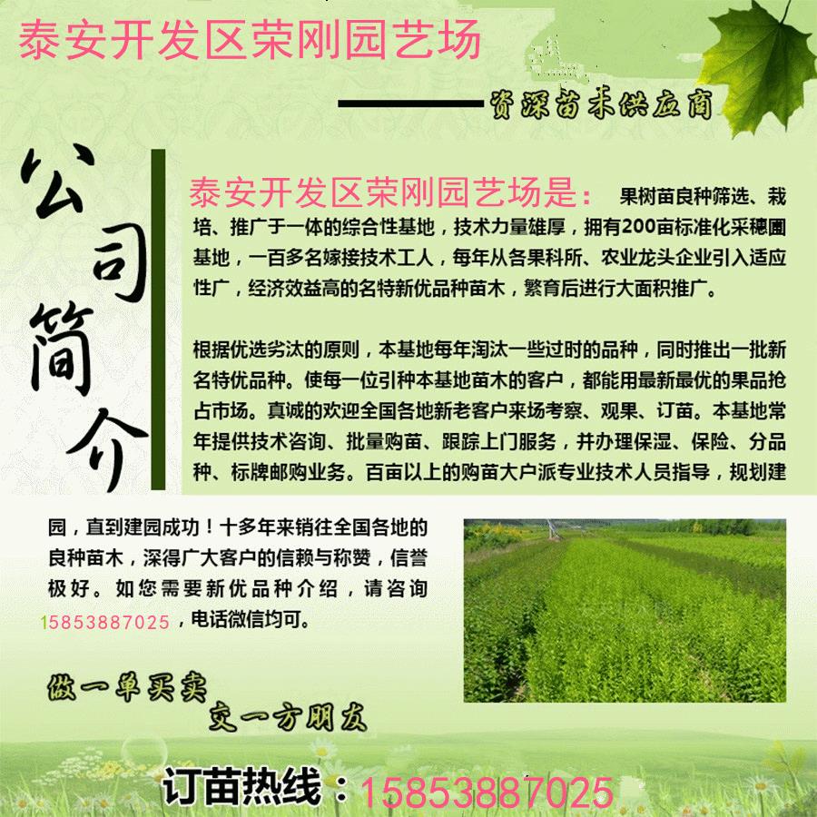 江西新余2公分玉露香梨树苗可现场参观