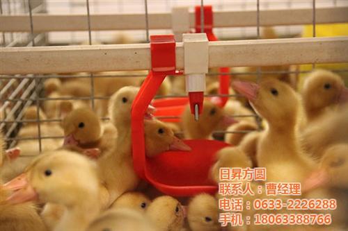 自动化养鸭笼具厂家,养鸭笼具,方圆笼具( 养鸭笼具生产厂家 养鸭笼具经销商