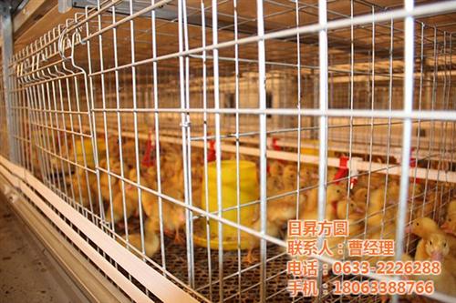 方圆笼具_养鸭笼具_全自动养鸭笼具 养鸭笼具生产厂家 自动化养鸭笼具厂