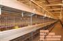 养鸭笼具,方圆笼具,全自动养鸭笼具厂家