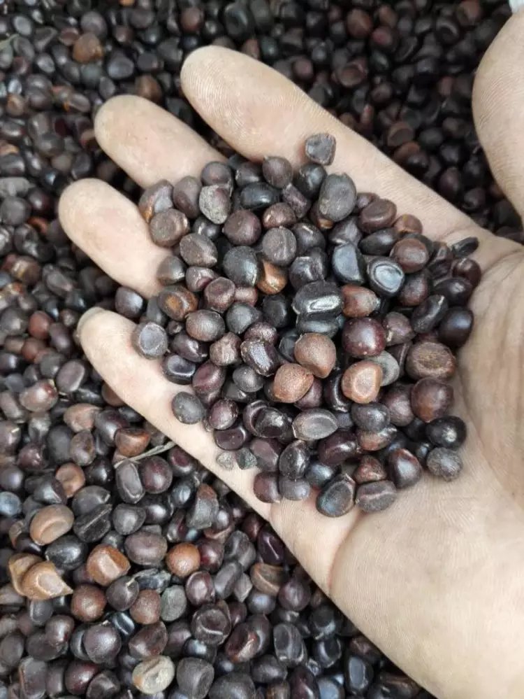 山东白芍种苗批发  四川白芍种苗  贵州白芍种苗