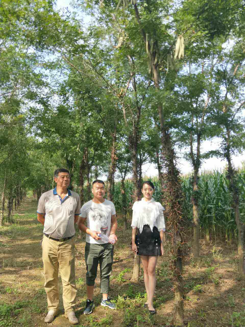 皂角籽。苗、树 鲁皂一号  山东皂角种苗  四川皂角种苗  贵州皂角种苗