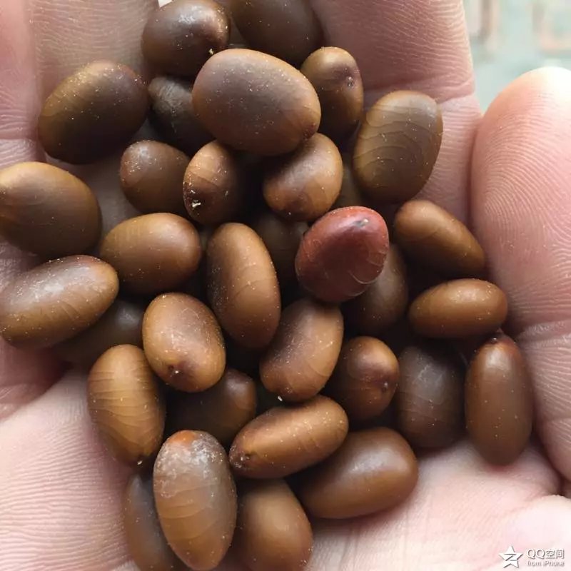 皂角籽。苗、树 鲁皂一号  山东皂角种苗  四川皂角种苗  贵州皂角种苗
