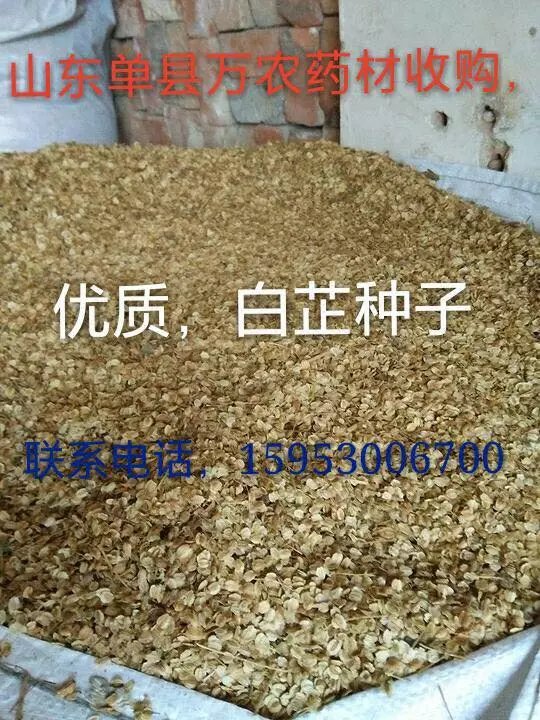 山东白芷种子批发  四川白芷种子  贵州白芷种子