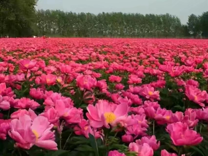 山东白芍种苗批发  四川白芍种苗  贵州白芍种苗